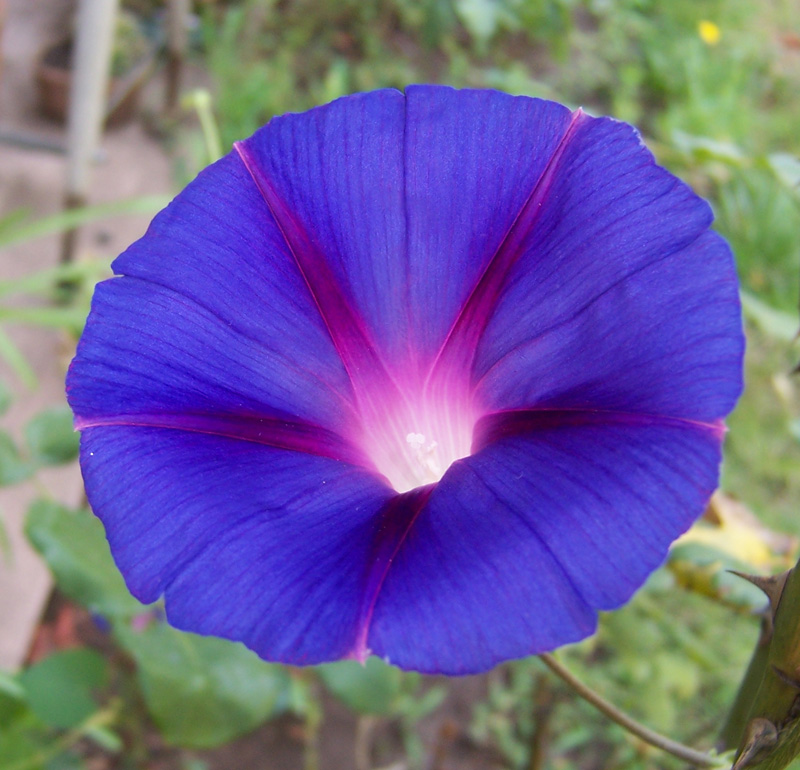 enredadera_azul_flor_9.jpg