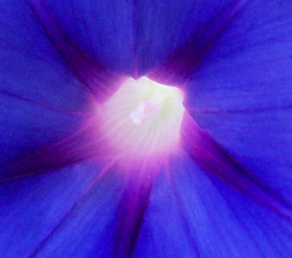 enredadera_flor_corazon.jpg