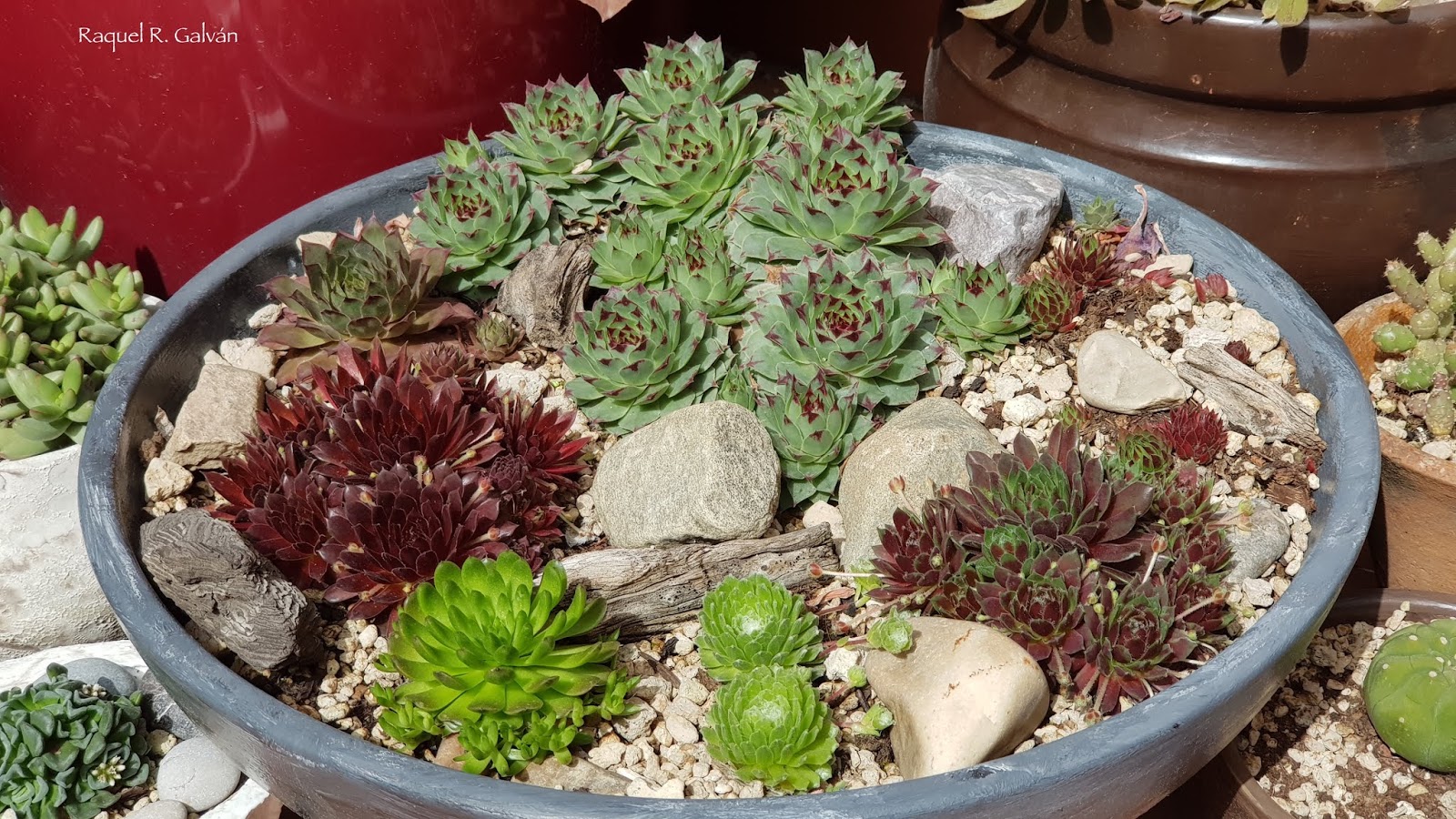 Ensalada%2Bsempervivum1.jpg