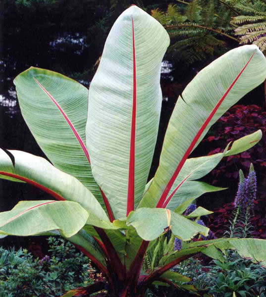 Ensete%20ventricosum%20big.jpg