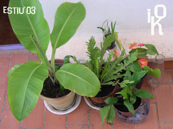 ensete-estiu03.jpg