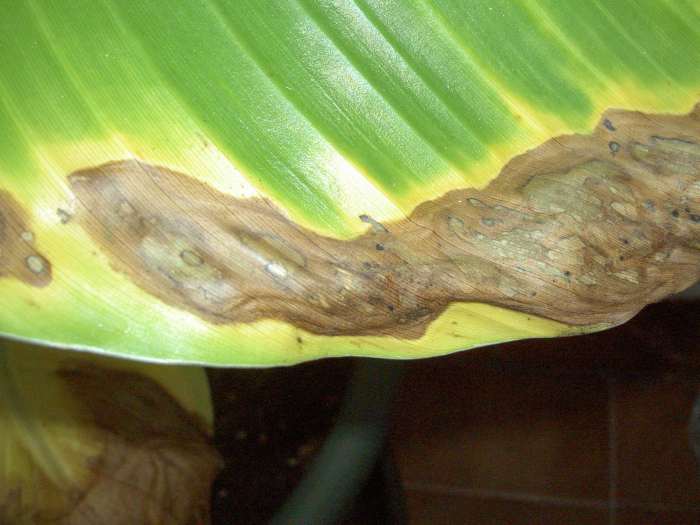 ensete_003.jpg