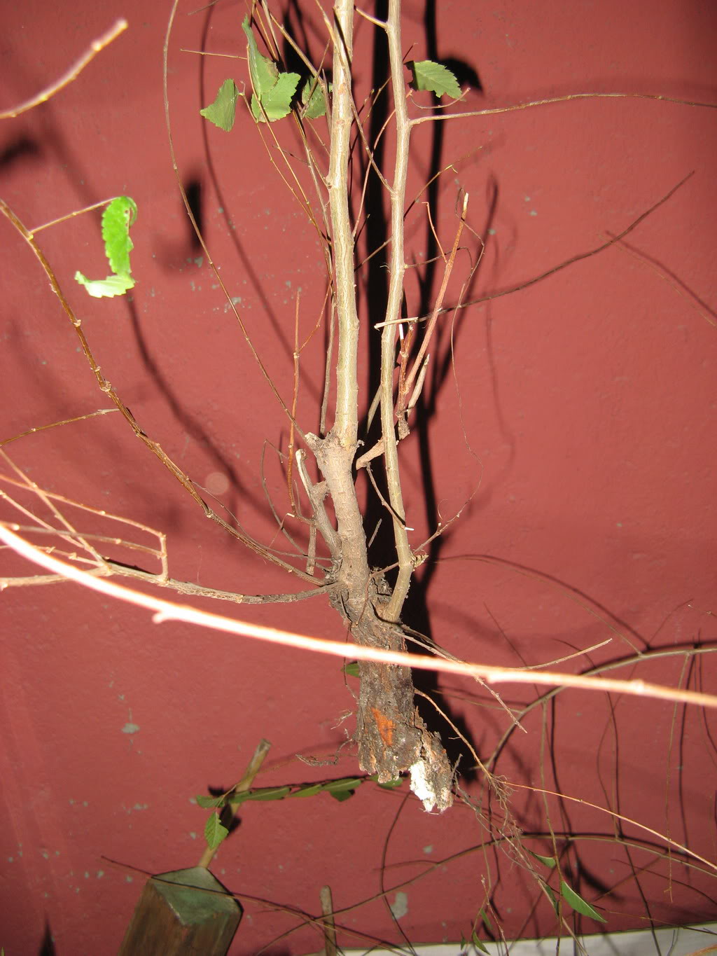 ent1-jpg.115413.jpg