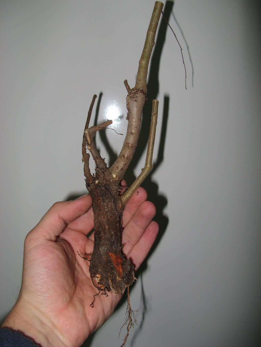 ent4.jpg