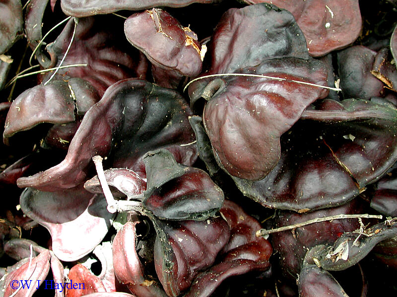 Enterolobium_cyclocarpum_4s.JPG