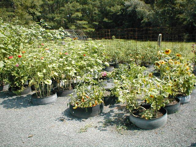 entire_garden.jpg