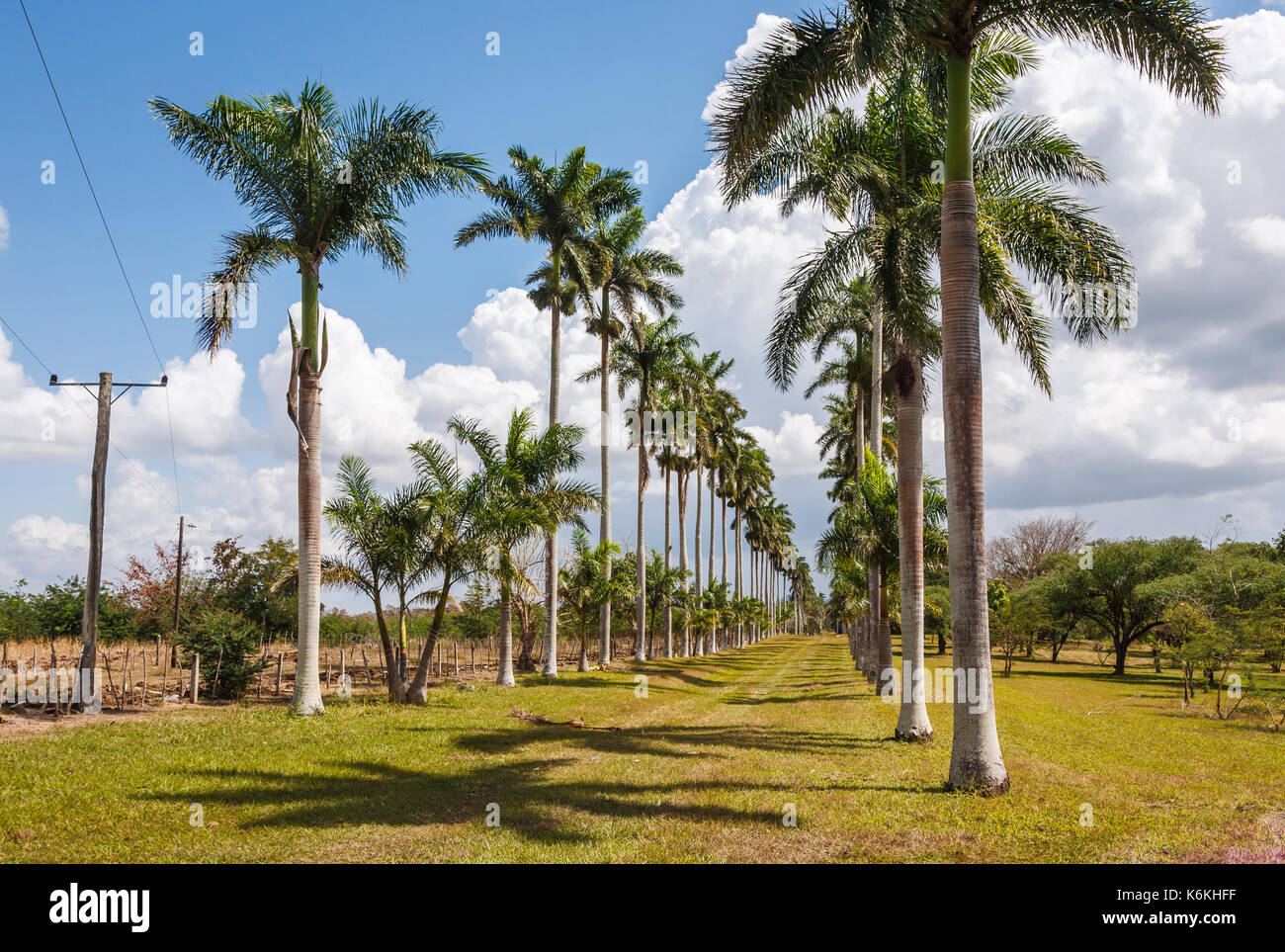 entrada-al-jardin-botanico-de-cienfuegos-jardin-botanico-soledad-de-cienfuegos-cienfuegos-k6khff.jpg