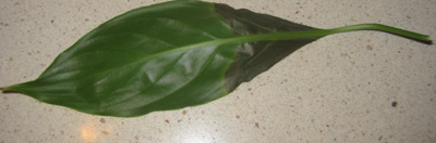 env%E9s%20hoja%20mal.jpg