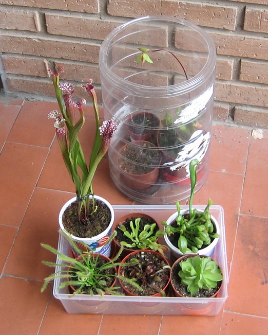 Envases%20con%20plantas.JPG