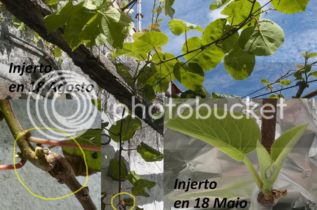 enxerto_kiwi_Soreli_zpsea28a326.jpg