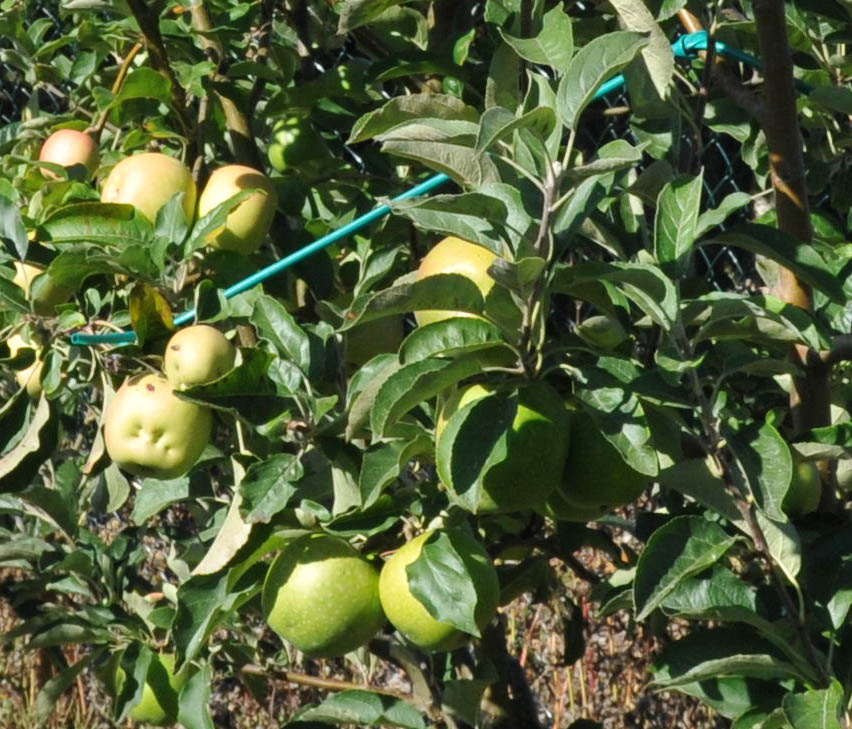 enxertos_macieiras_pedrado2_zpsab52c134.jpg