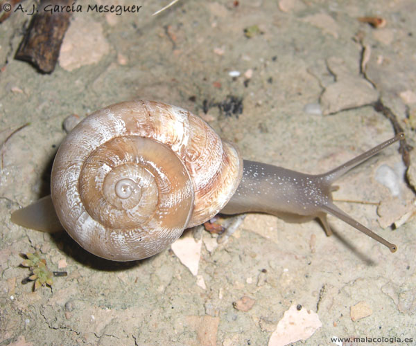 eobania-vermiculata-vv-2.jpg