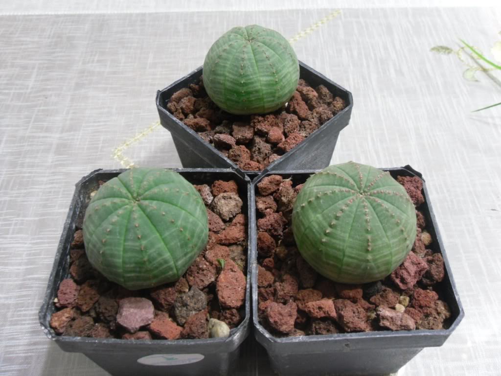 Eobesa.jpg