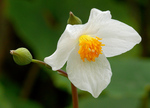 eomecon-chionantha-thumb-150x108.jpg