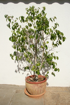 EOS_20101115_999_3.JPG