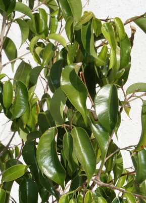 EOS_20101115_999_6.JPG