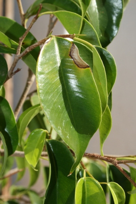 EOS_20101115_999_8.JPG