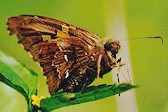 Epargyreus_tmolis_RN_Mar2003_th.jpg