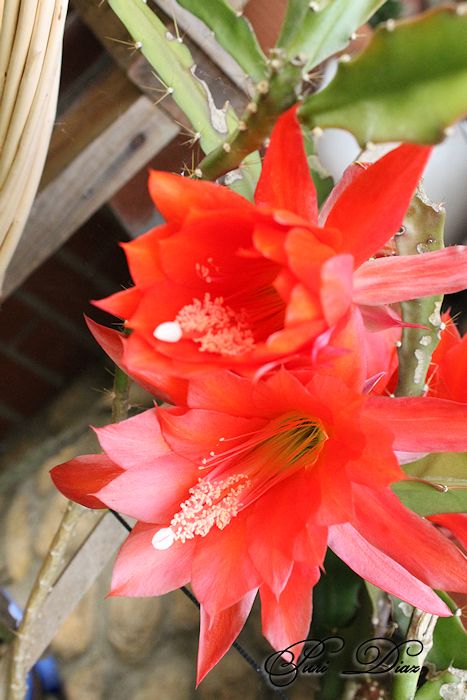 epi+rojo+canon+eos+1100d+13+mayo+2012+(2).JPG
