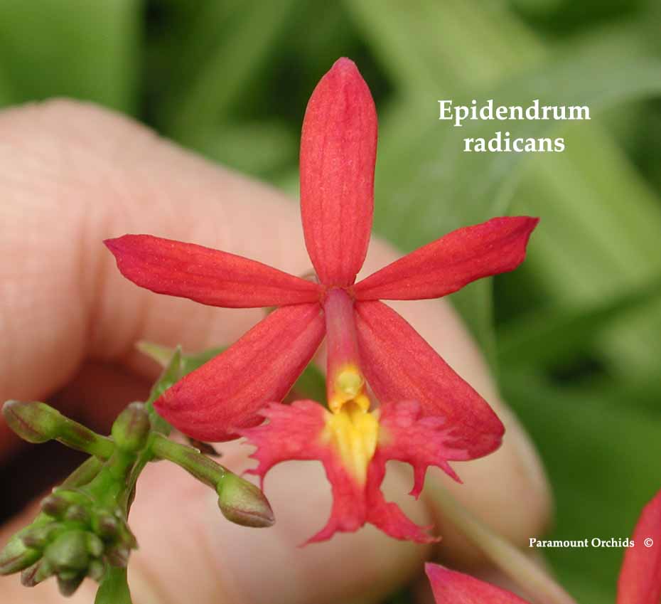 Epid%20radicans1.jpg