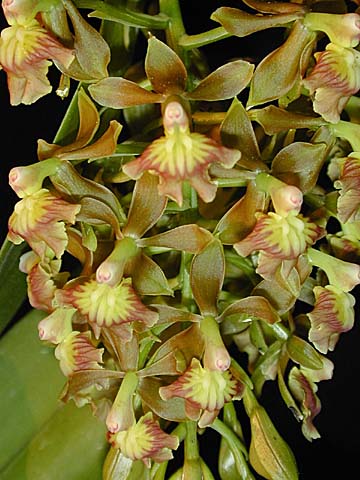 epidendarbuscalum.jpg