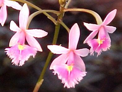 epidendrucalanthum.jpg