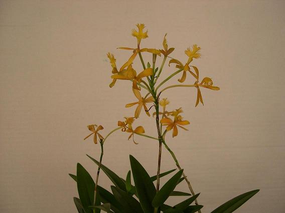 Epidendrum 2.JPG