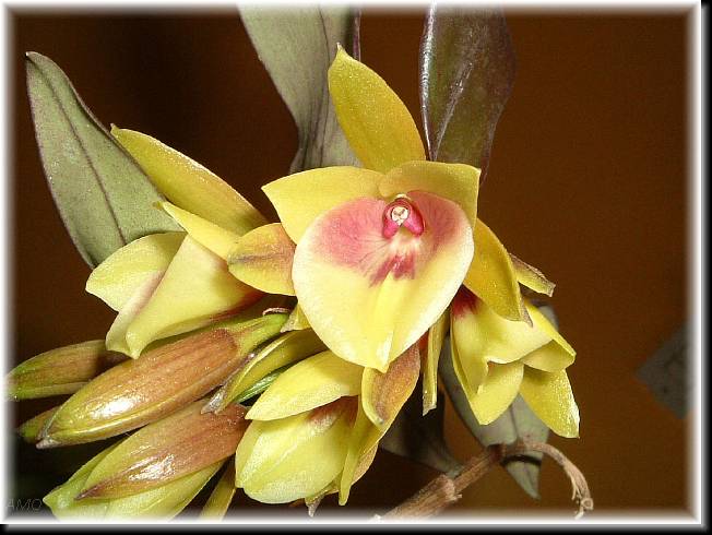 Epidendrum%20eximium.jpg