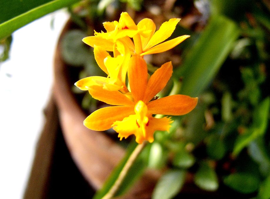 epidendrum%20fulgens.jpg