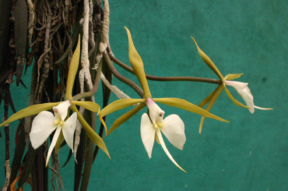 Epidendrum%20parkinsonianum.jpg