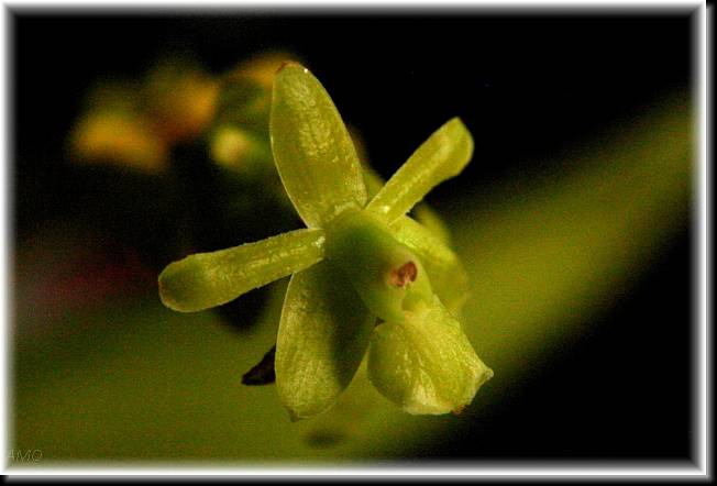 Epidendrum%20rigidum.jpg