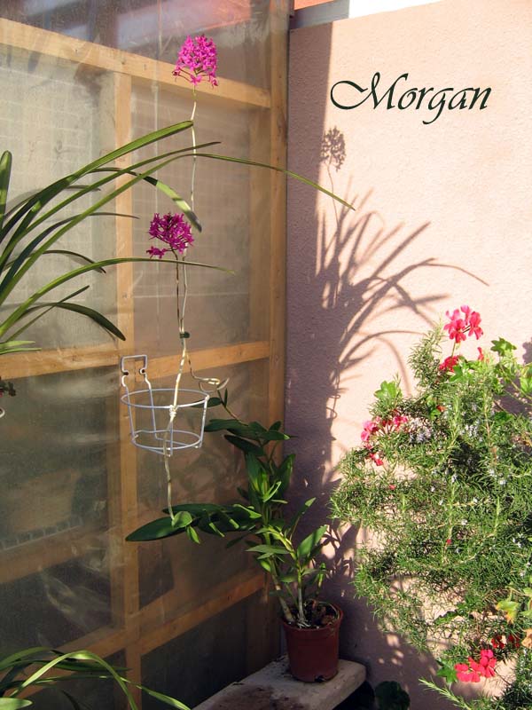 Epidendrum%20secundum%2001.jpg