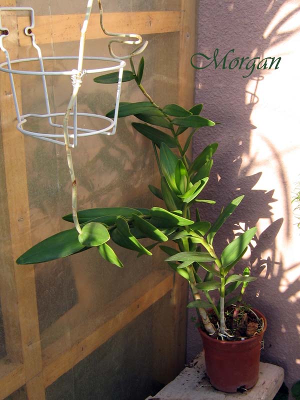 Epidendrum%20secundum%2003.jpg