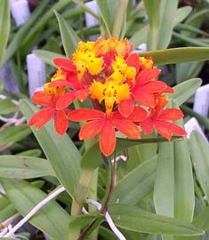 epidendrum-fulgens.jpg