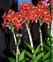 epidendrum.jpg