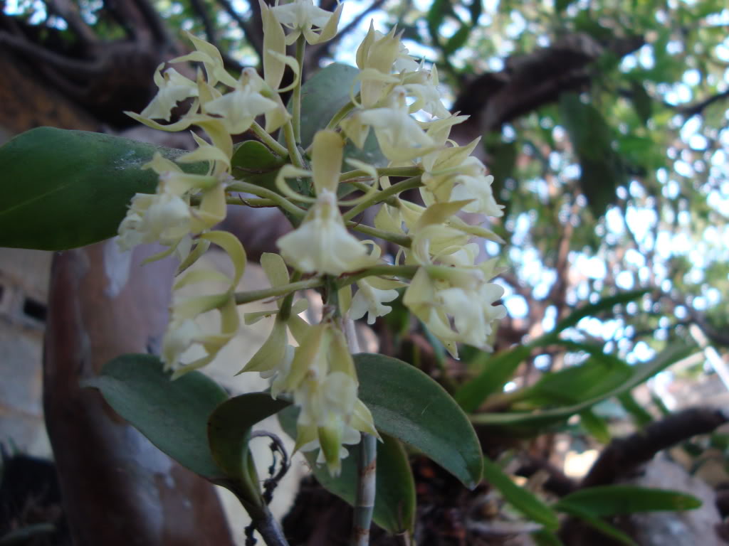epidendrum.jpg