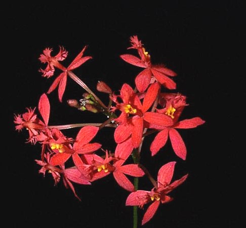 epidendrum1.jpg