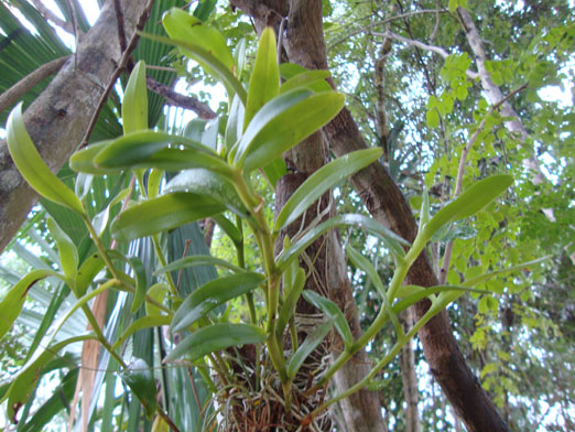 epidendrum3.JPG
