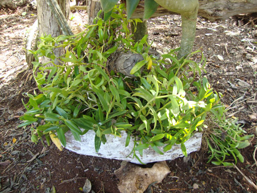 epidendrum5.JPG