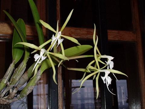 Epidendrum_ciliare.jpg