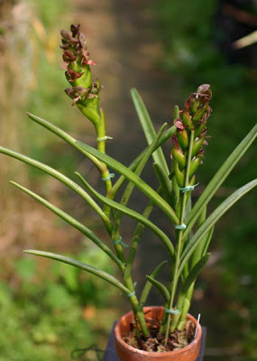 Epidendrum_coriifolium_photo.jpg