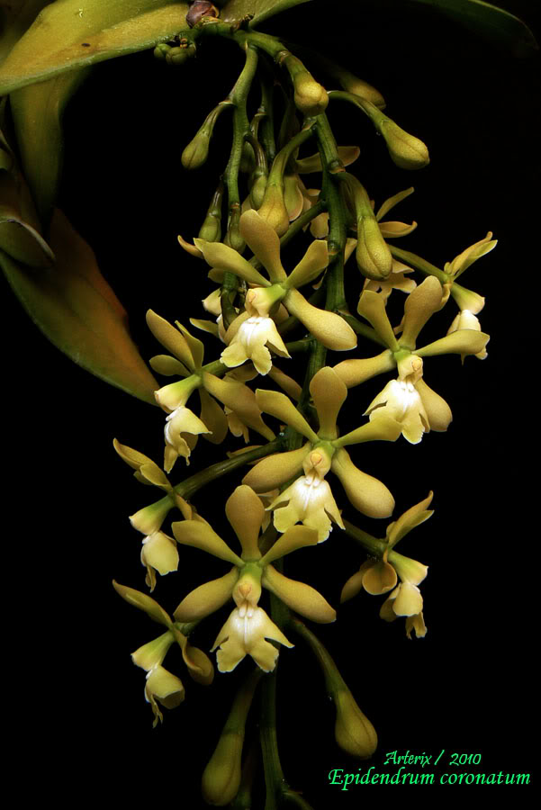 epidendrum_coronatum_001.jpg