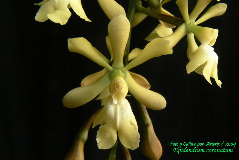 Epidendrum_coronatum_01.jpg