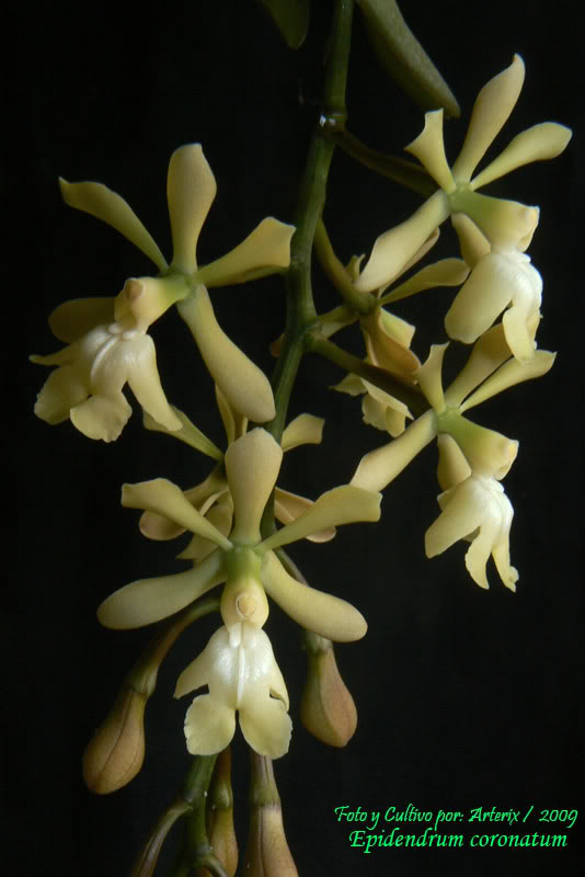Epidendrum_coronatum_02.jpg