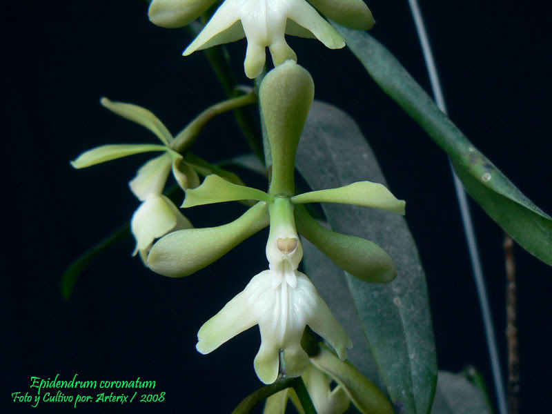 Epidendrum_coronatum_0208_01.jpg