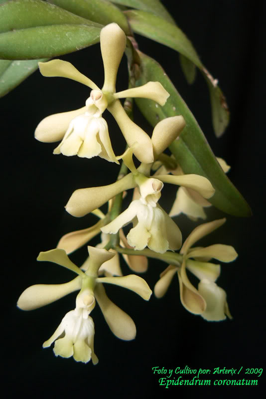 Epidendrum_coronatum_02_01.jpg