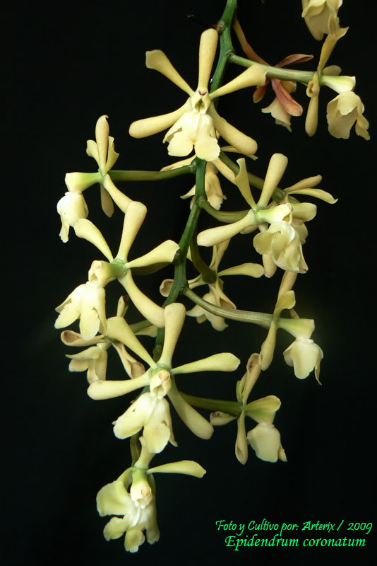 Epidendrum_coronatum_04.jpg