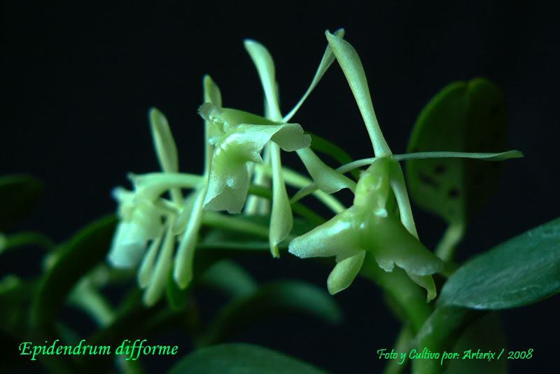 Epidendrum_difforme_02.jpg