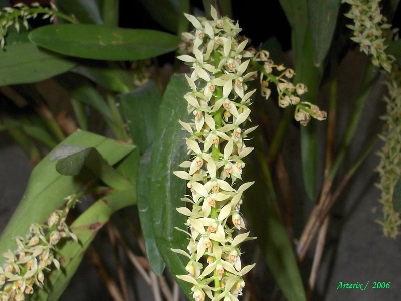 epidendrum_ferrugineum_03.jpg