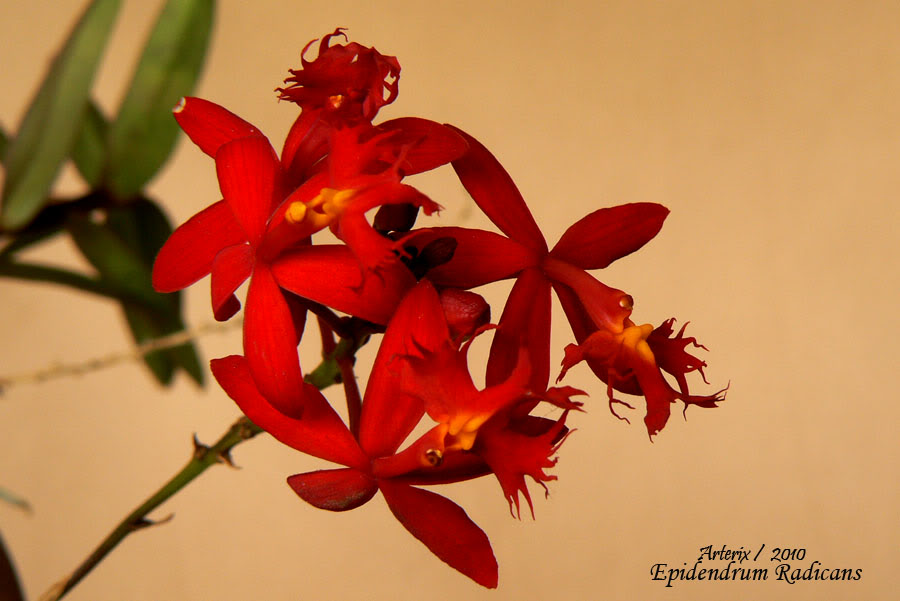 Epidendrum_Radicans_01.jpg